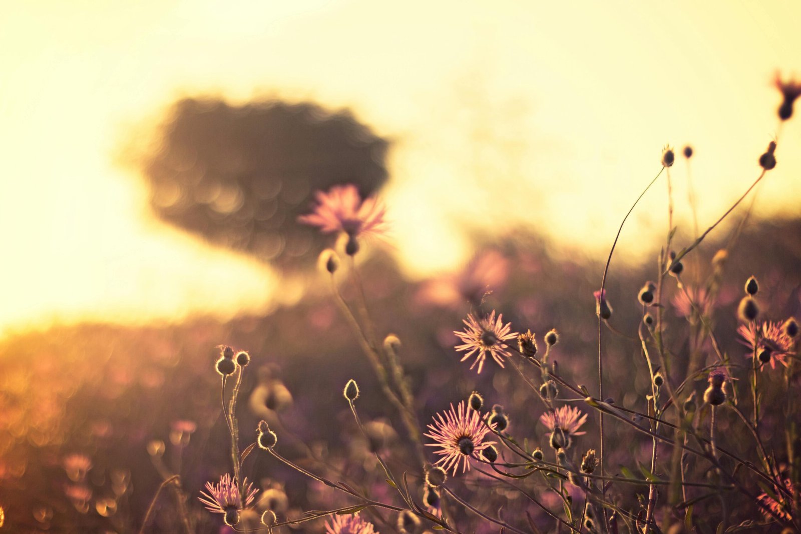 To Be Free